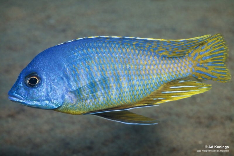Mylochromis rotundus 'Hora Mhango'